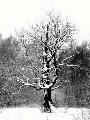 sleeping tree